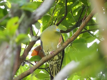 チュウダイズアカアオバト Ishigaki Island Thu, 4/11/2024