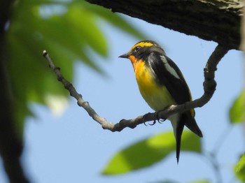 Narcissus Flycatcher 鶴舞公園(名古屋) Sun, 4/14/2024