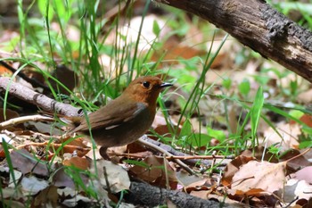 Japanese Robin 鶴舞公園(名古屋) Sun, 4/14/2024