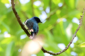 Blue-and-white Flycatcher 鶴舞公園(名古屋) Sun, 4/14/2024