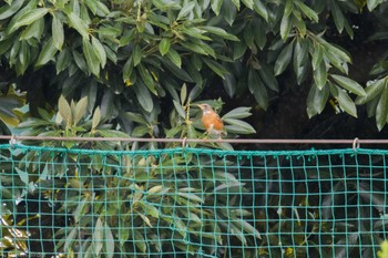 Brown-headed Thrush 酒匂川河口 Fri, 4/12/2024