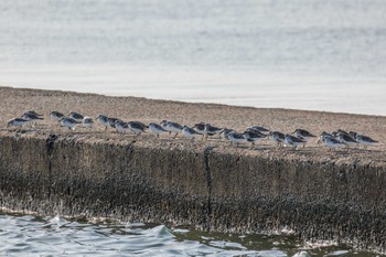 ハマシギ ふなばし三番瀬海浜公園 2024年4月13日(土)