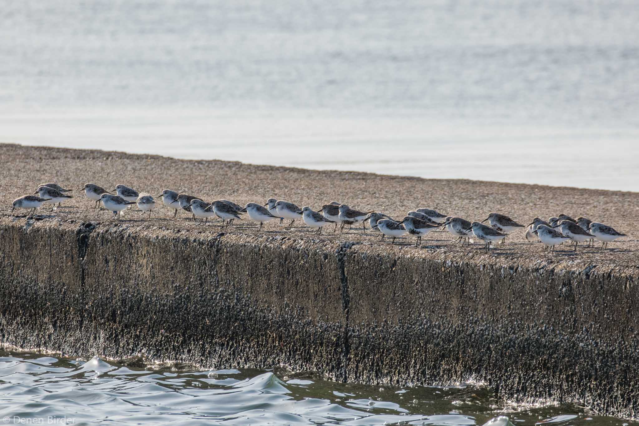 ふなばし三番瀬海浜公園 ハマシギの写真 by 田園Birder