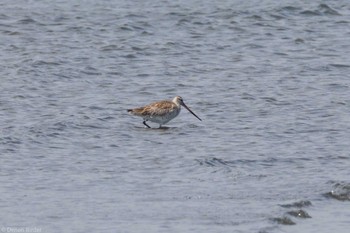 2024年4月13日(土) ふなばし三番瀬海浜公園の野鳥観察記録