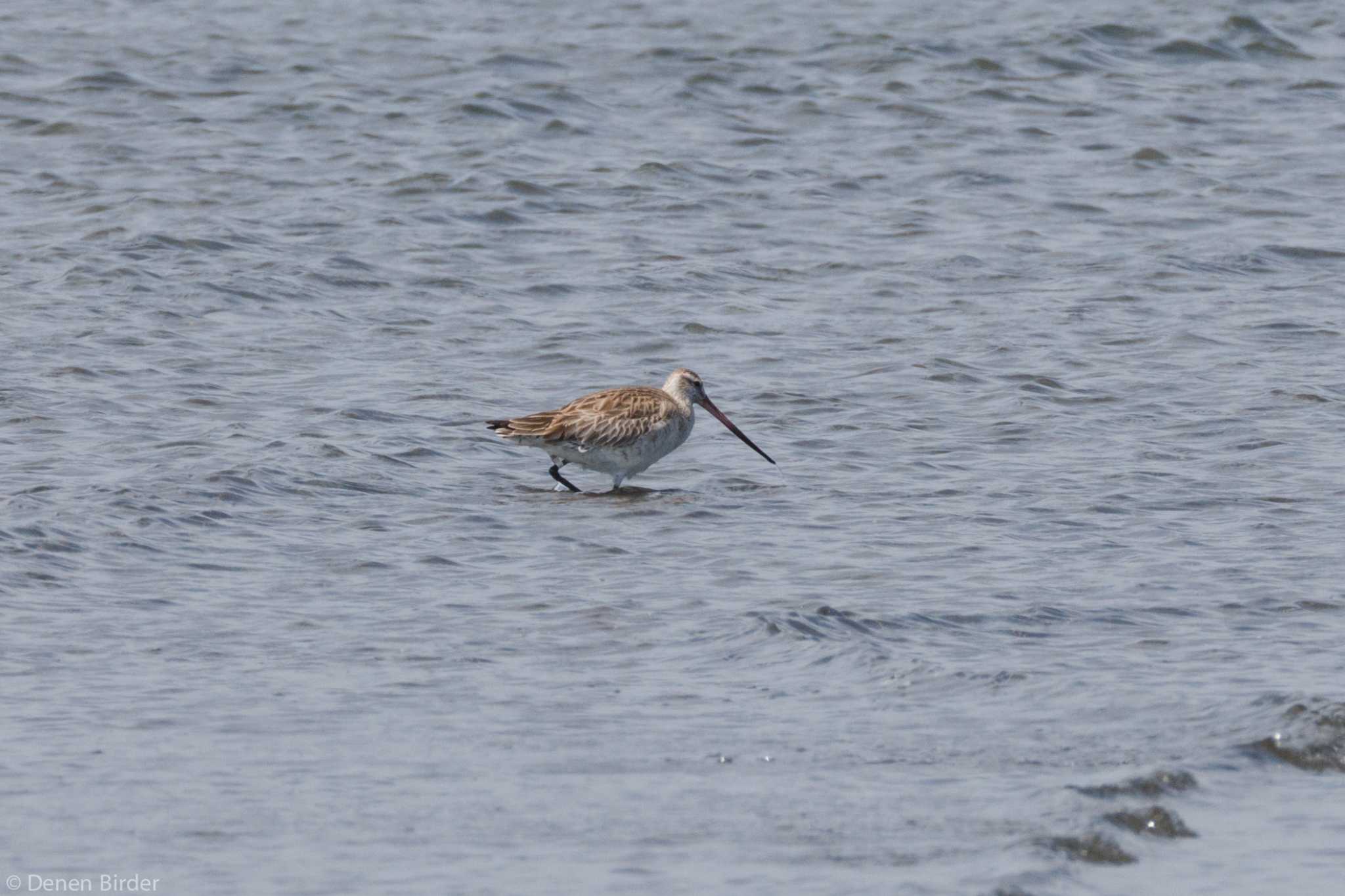 Bar-tailed Godwit