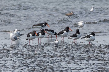 アジサシ ふなばし三番瀬海浜公園 2024年4月13日(土)