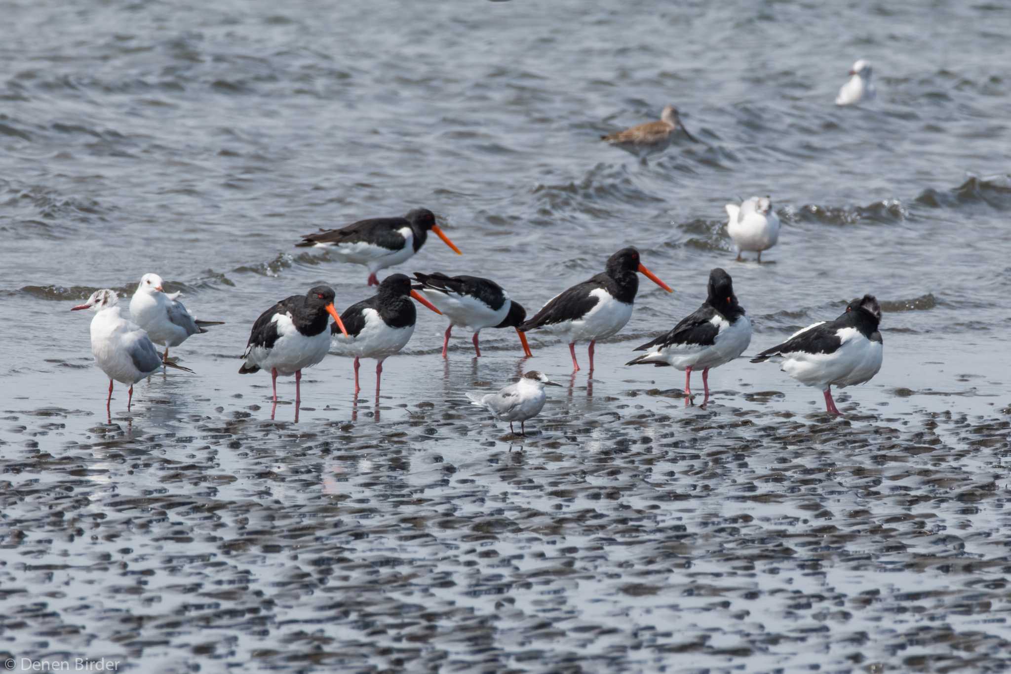 ふなばし三番瀬海浜公園 アジサシの写真 by 田園Birder