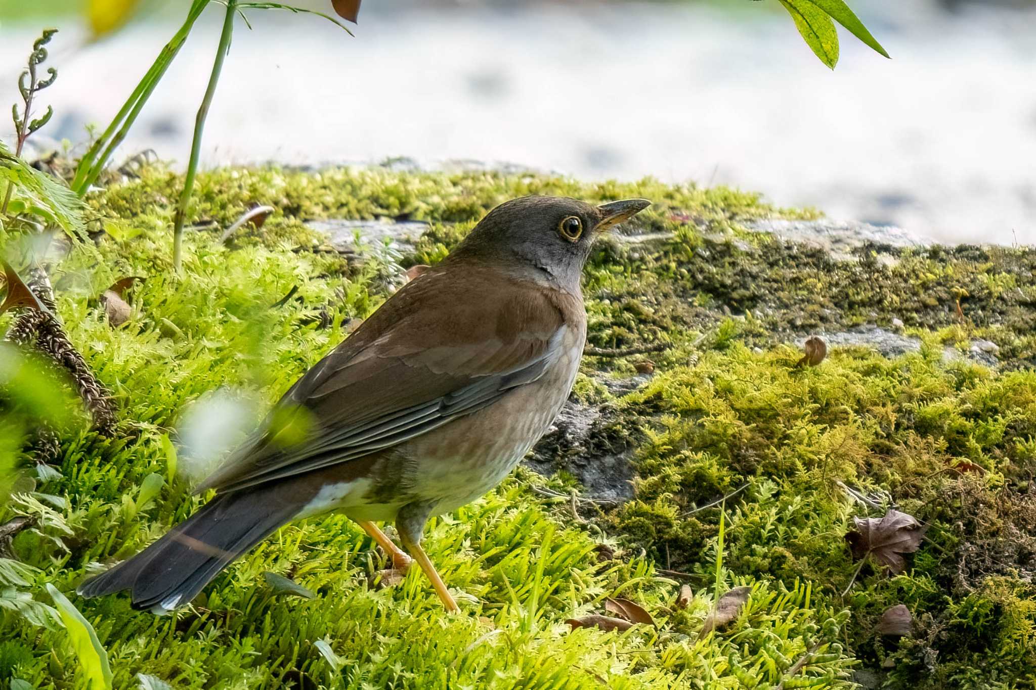 Photo of Pale Thrush at 香嵐渓(愛知県 豊田市) by porco nero