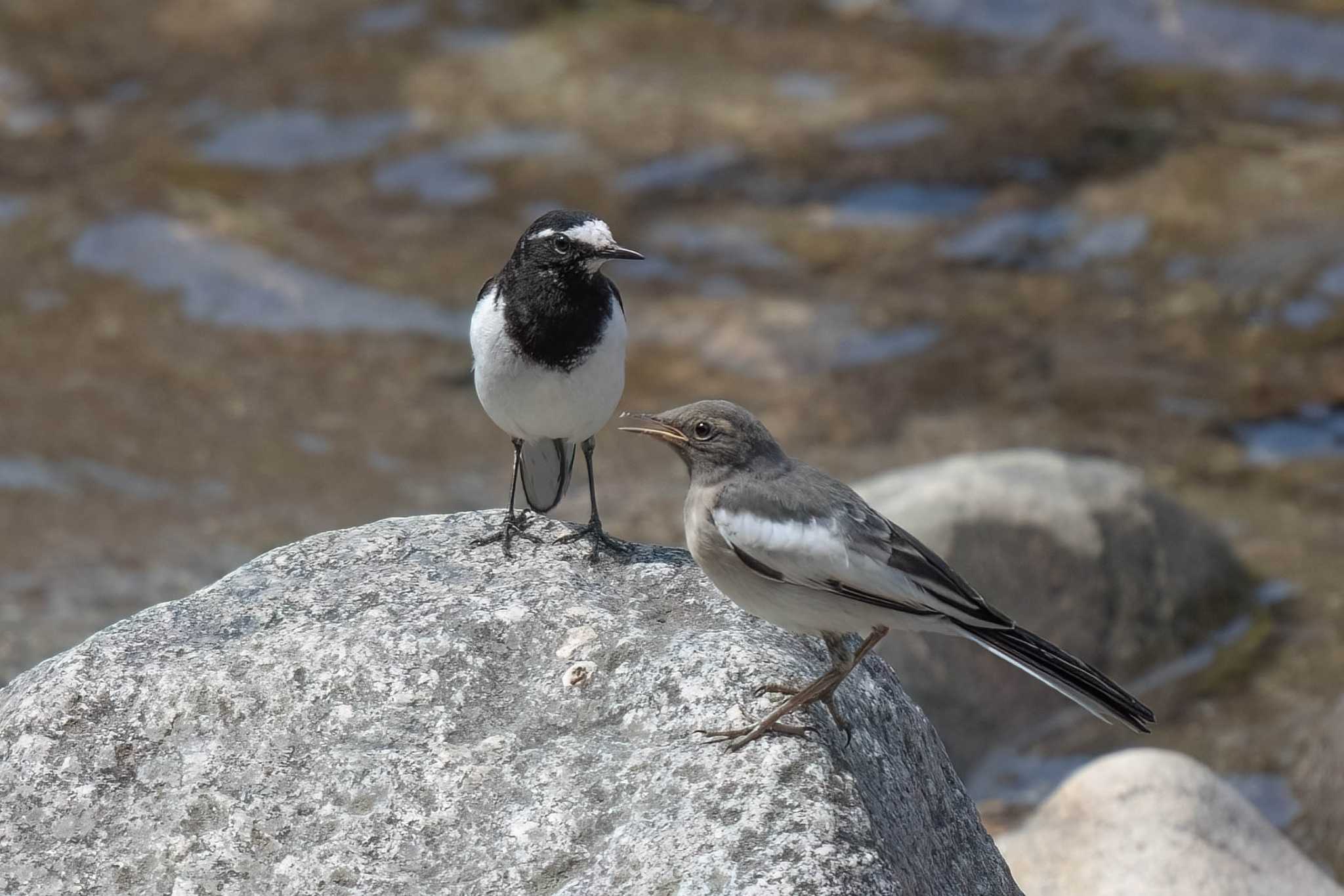 Photo of Japanese Wagtail at 香嵐渓(愛知県 豊田市) by porco nero