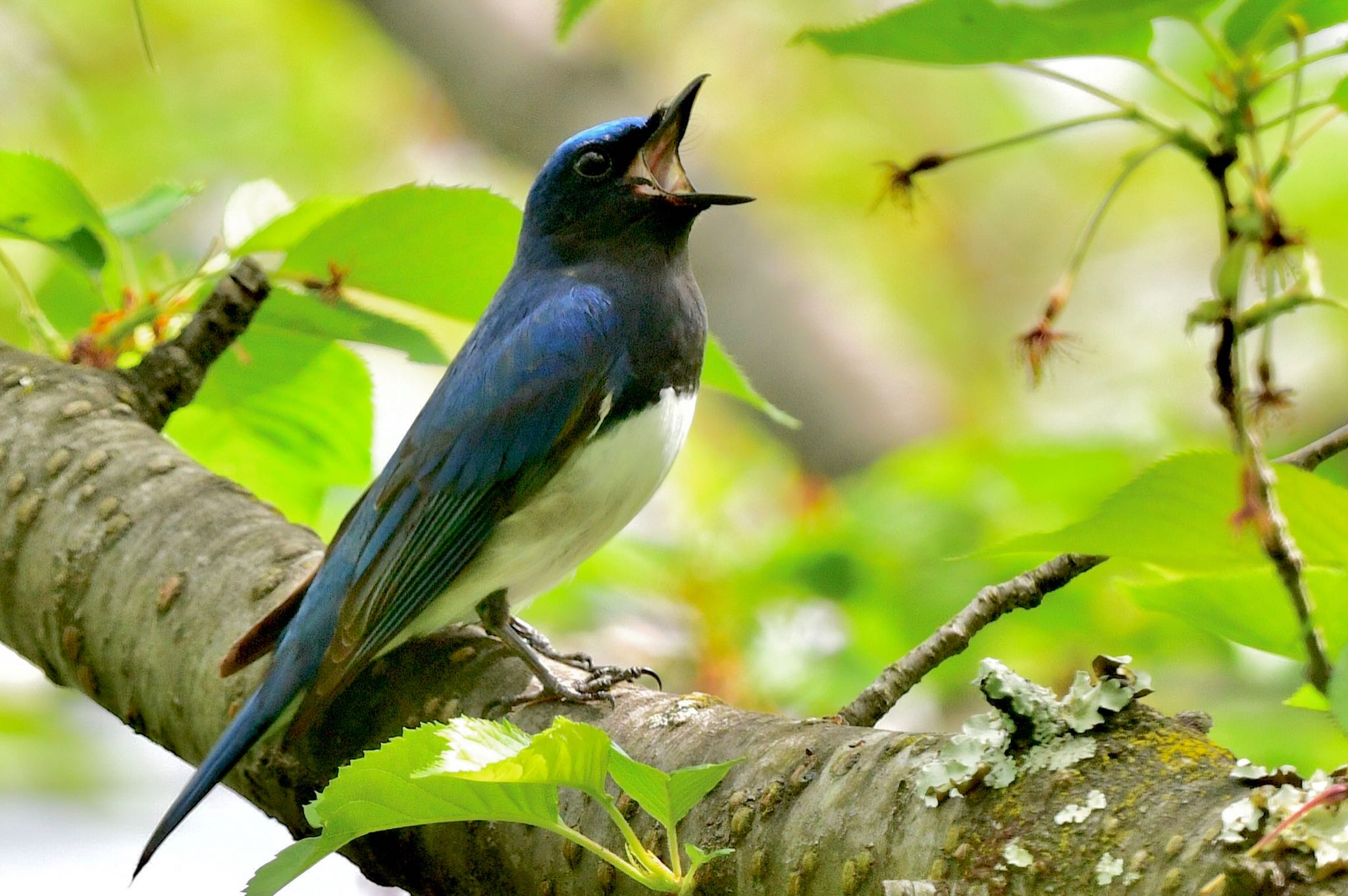 Photo of Blue-and-white Flycatcher at 福岡県福岡市 by にょろちょろ