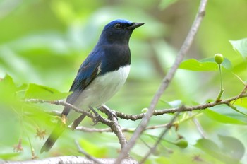 Blue-and-white Flycatcher 福岡県福岡市 Tue, 4/16/2024