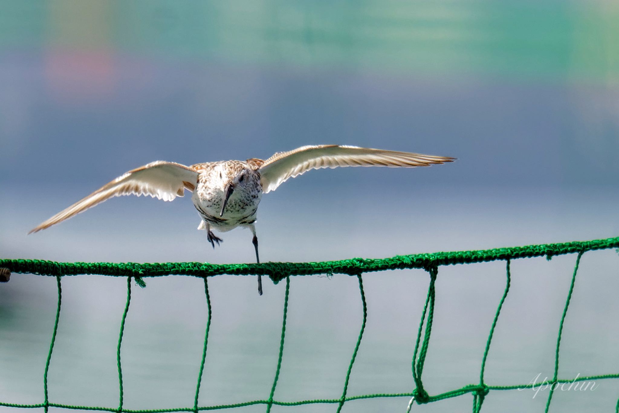 Photo of Dunlin at Sambanze Tideland by アポちん