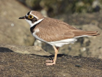 Little Ringed Plover ぐるり公園 Tue, 4/16/2024