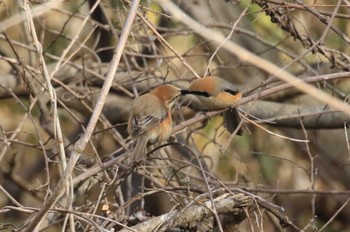 Bull-headed Shrike 北海道 函館市 東山 Tue, 4/16/2024