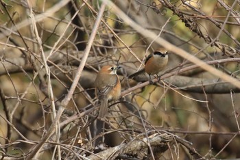 Bull-headed Shrike 北海道 函館市 東山 Tue, 4/16/2024