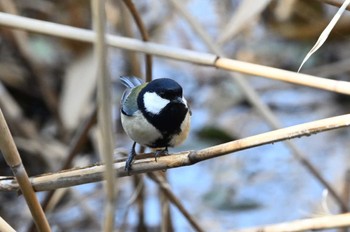 Japanese Tit Kasai Rinkai Park Sun, 3/17/2024