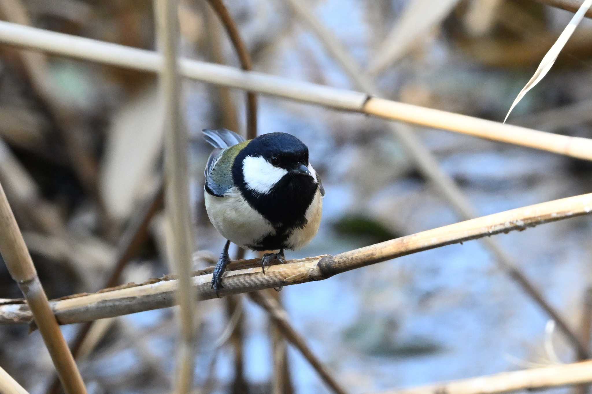 シジュウカラ by てて7848