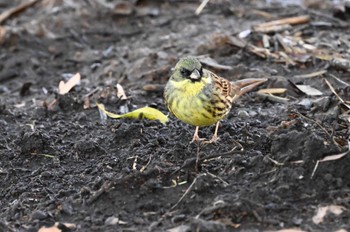 Masked Bunting Kasai Rinkai Park Sun, 3/17/2024