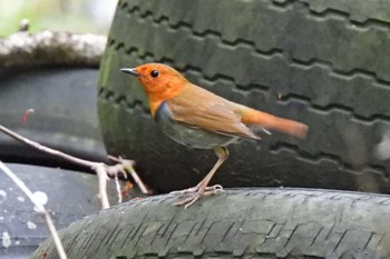 Japanese Robin 各務原市内 Tue, 4/16/2024