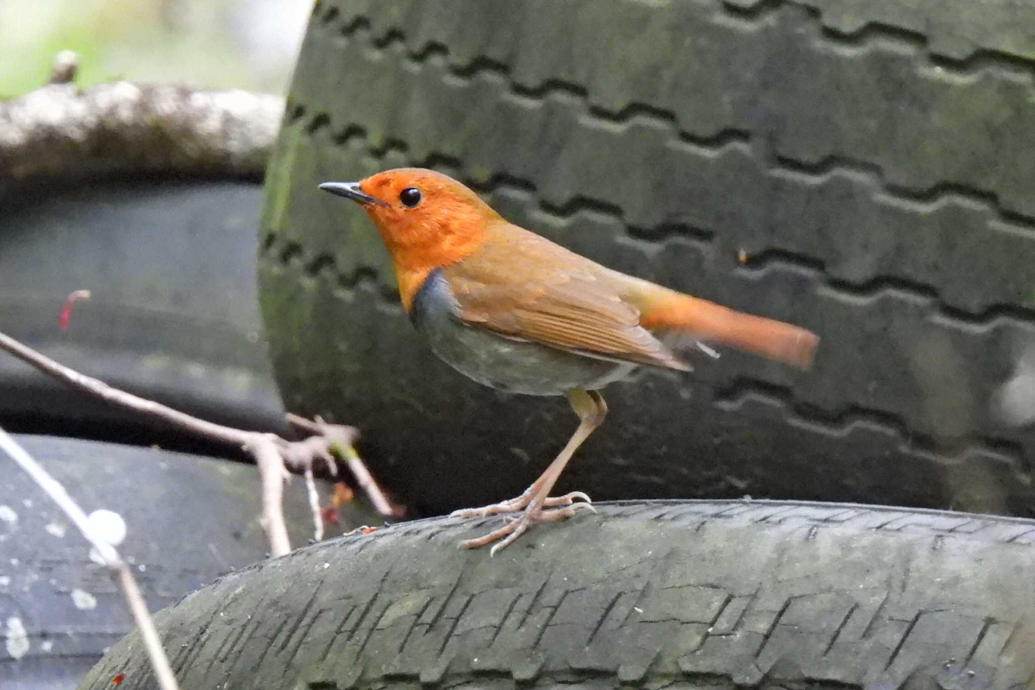 Photo of Japanese Robin at 各務原市内 by 寅次郎