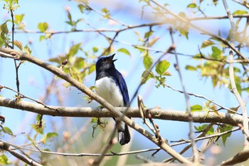 Blue-and-white Flycatcher Hayatogawa Forest Road Mon, 4/15/2024