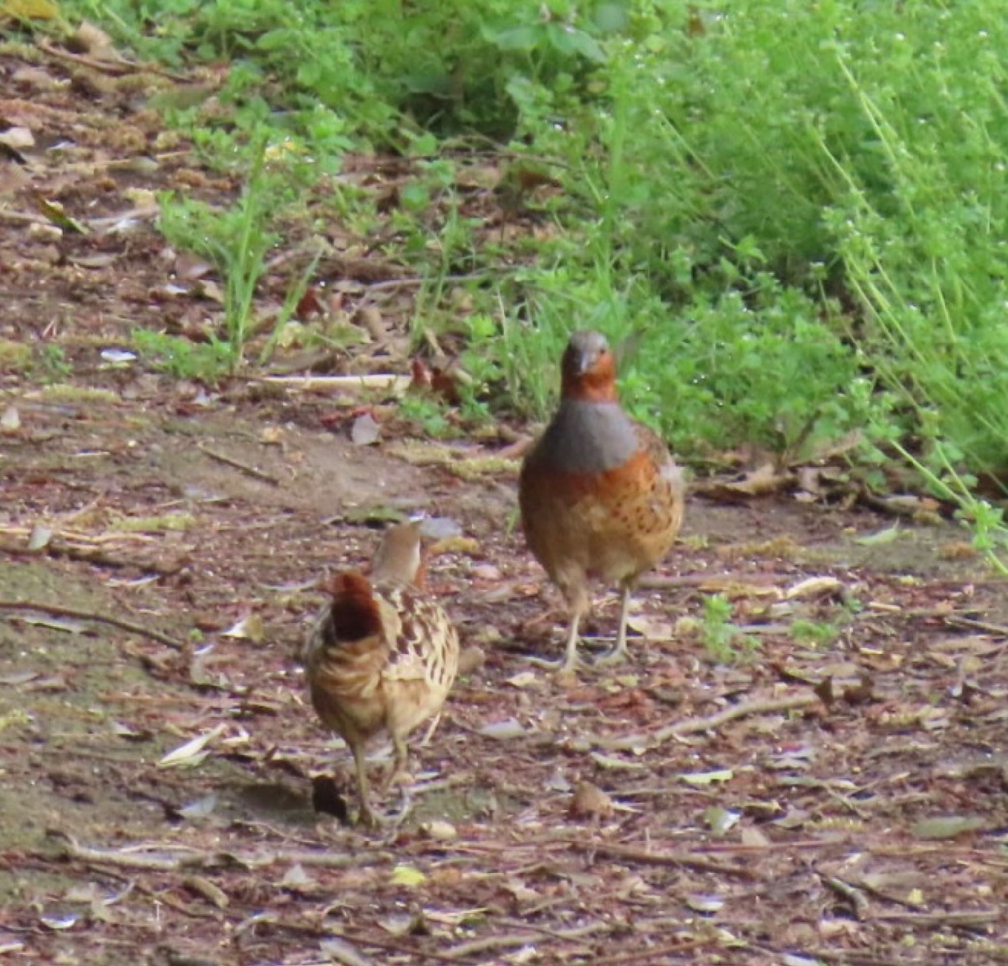 Photo of Chinese Bamboo Partridge at 座生川 by 焼き芋