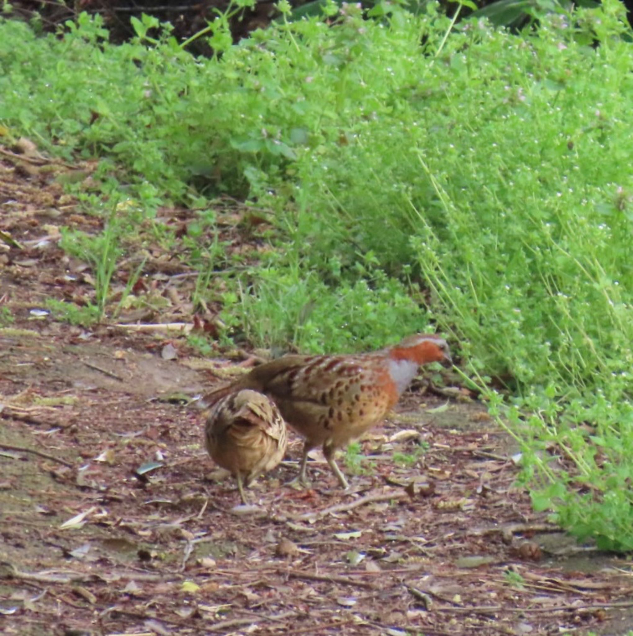 Photo of Chinese Bamboo Partridge at 座生川 by 焼き芋