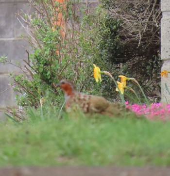 Chinese Bamboo Partridge 座生川 Mon, 4/8/2024