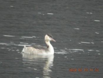 Great Crested Grebe 大野貯水池 Mon, 2/19/2024