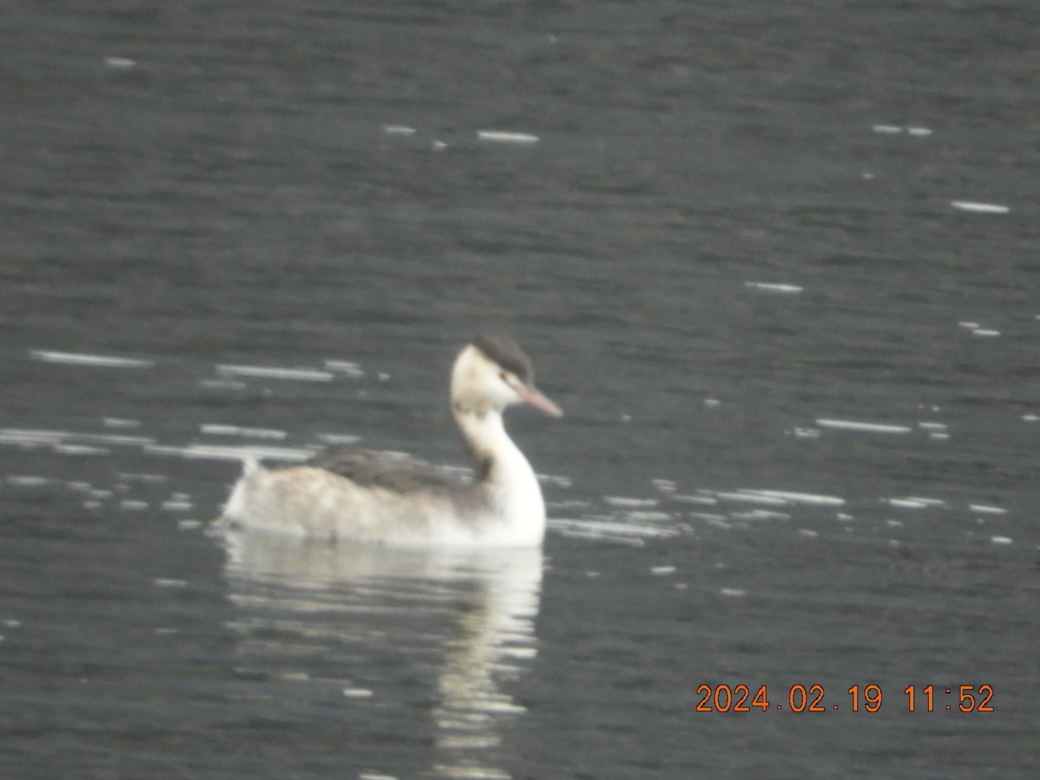 Photo of Great Crested Grebe at 大野貯水池 by ケンシロウ