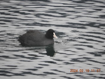 Eurasian Coot 大野貯水池 Mon, 2/19/2024