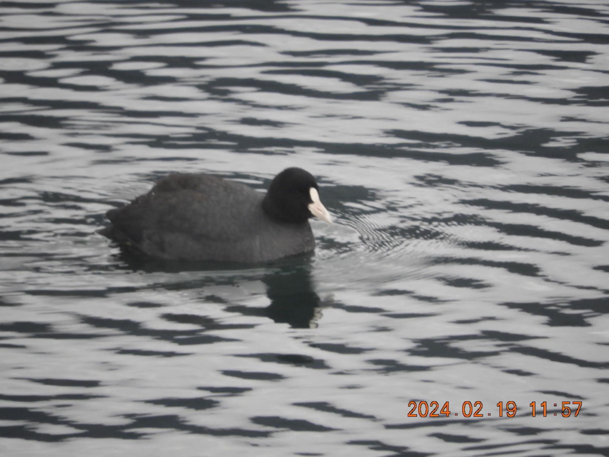 Eurasian Coot