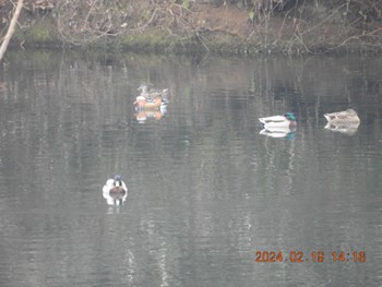 Mandarin Duck 大野貯水池 Mon, 2/19/2024