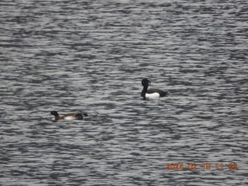 Tufted Duck 大野貯水池 Mon, 2/19/2024