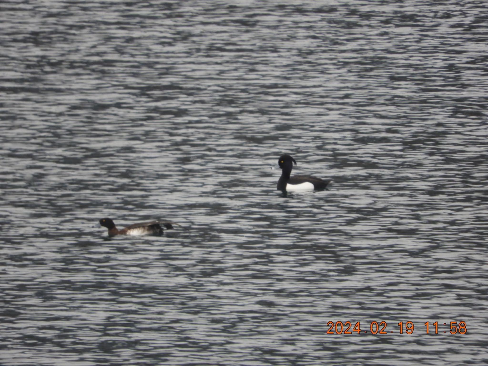 Tufted Duck