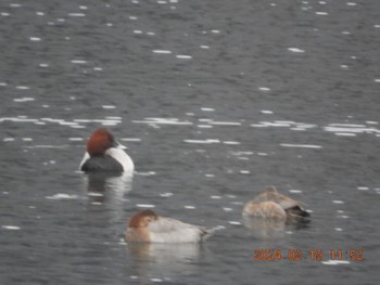 Common Pochard 大野貯水池 Mon, 2/19/2024