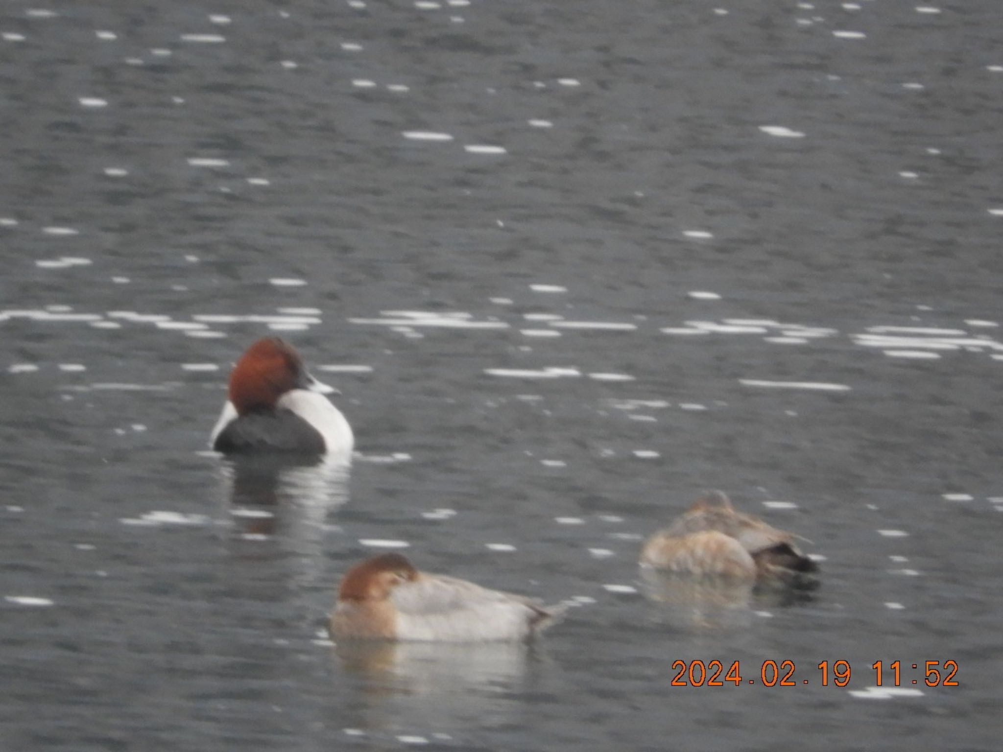 Photo of Common Pochard at 大野貯水池 by ケンシロウ