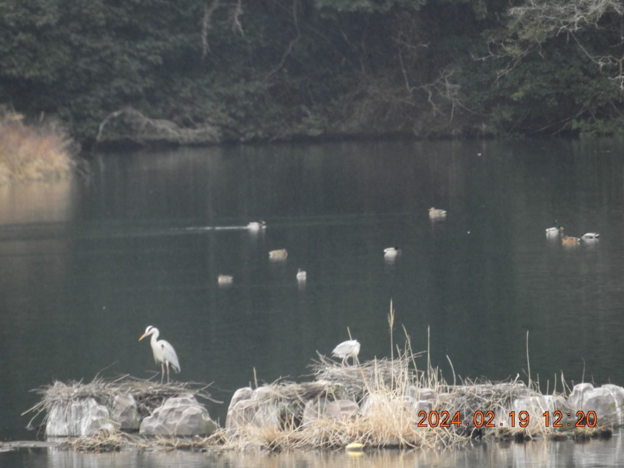 Grey Heron