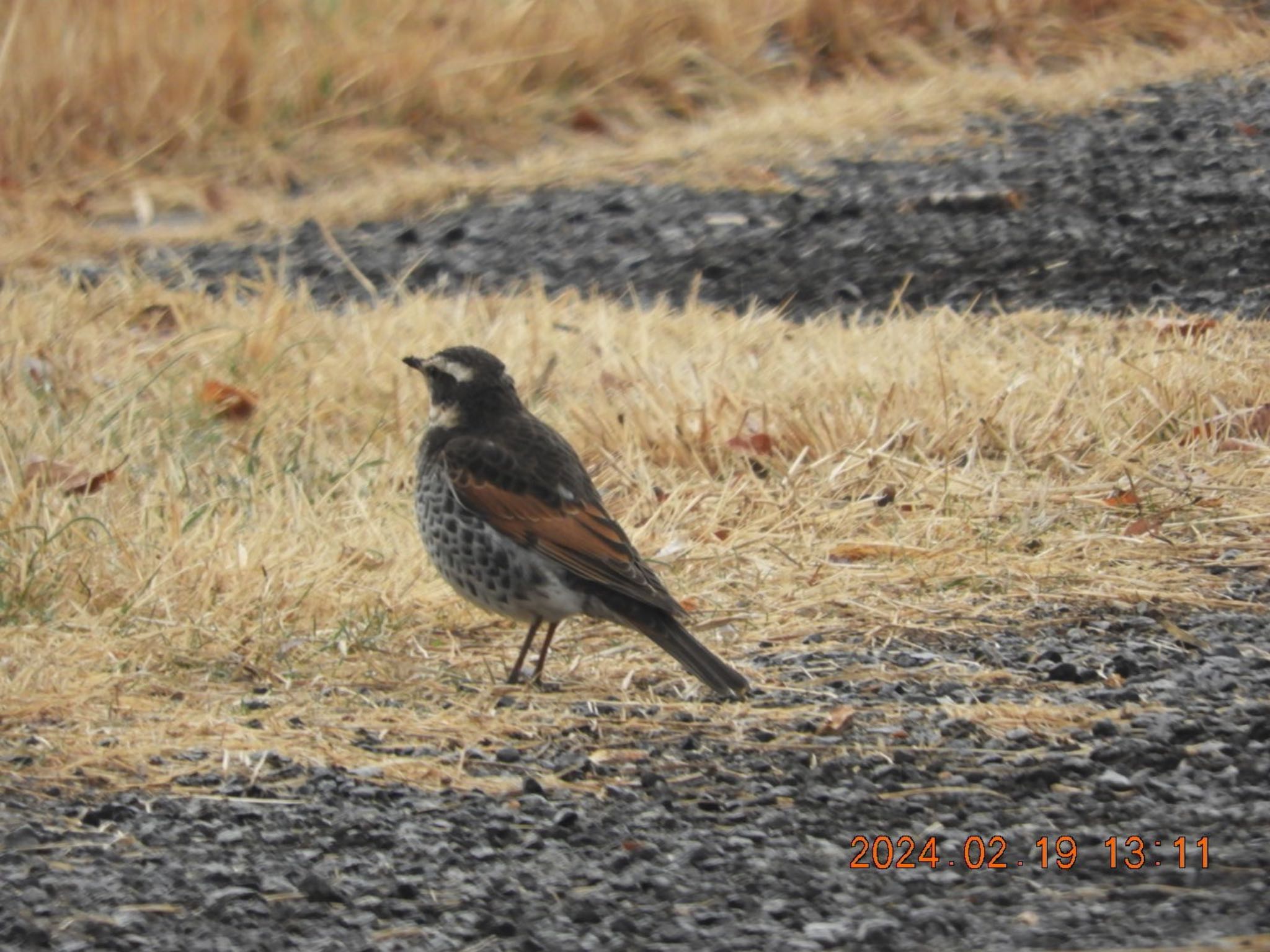 Dusky Thrush