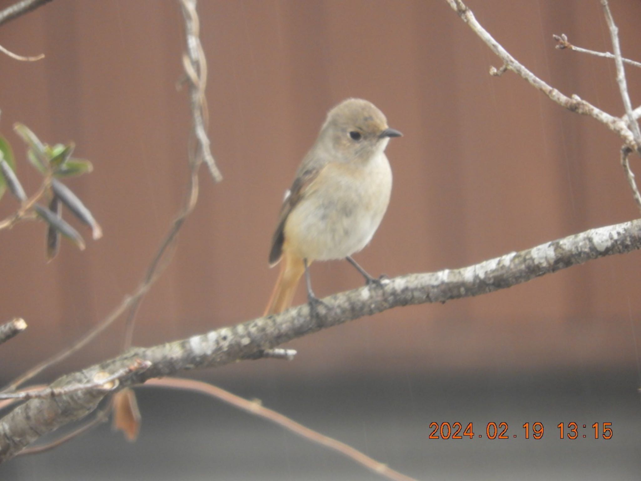 Daurian Redstart