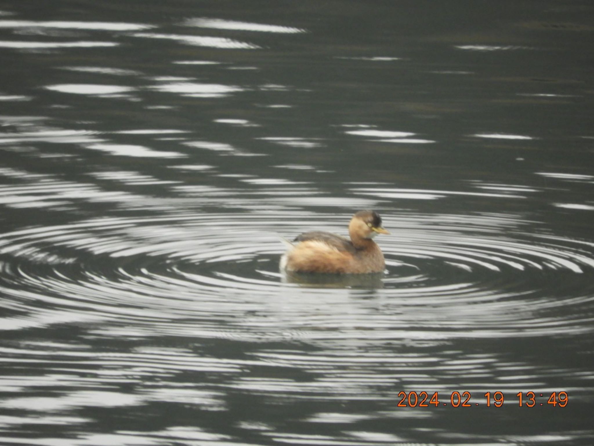 Little Grebe