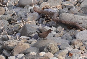 Brown Dipper Makomanai Park Sat, 4/6/2024