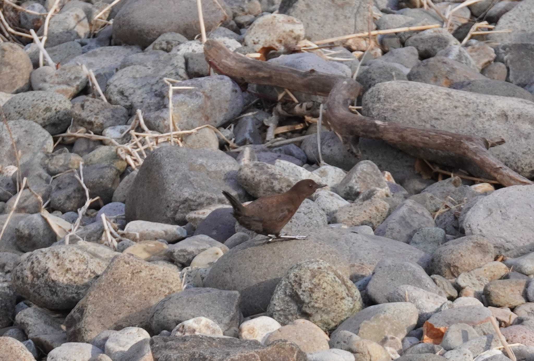 Photo of Brown Dipper at Makomanai Park by くまちん