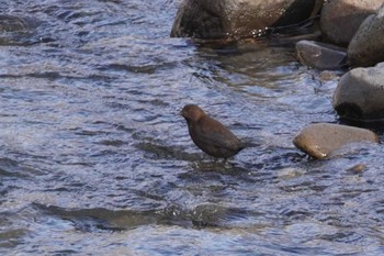 Brown Dipper Makomanai Park Sat, 4/6/2024