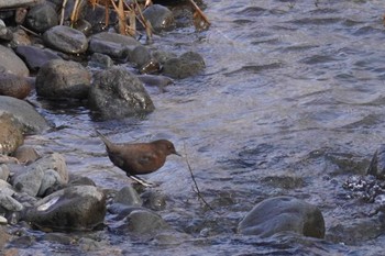 Brown Dipper Makomanai Park Sat, 4/6/2024