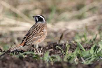 Meadow Bunting Kodomo Shizen Park Sat, 3/30/2024