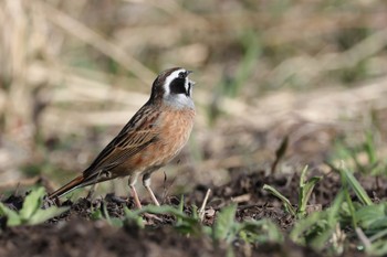 Meadow Bunting Kodomo Shizen Park Sat, 3/30/2024