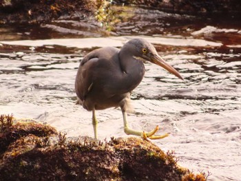 Pacific Reef Heron 真鶴岬 Tue, 4/2/2024