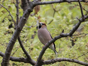 Hawfinch 横浜市立金沢自然公園 Tue, 4/16/2024