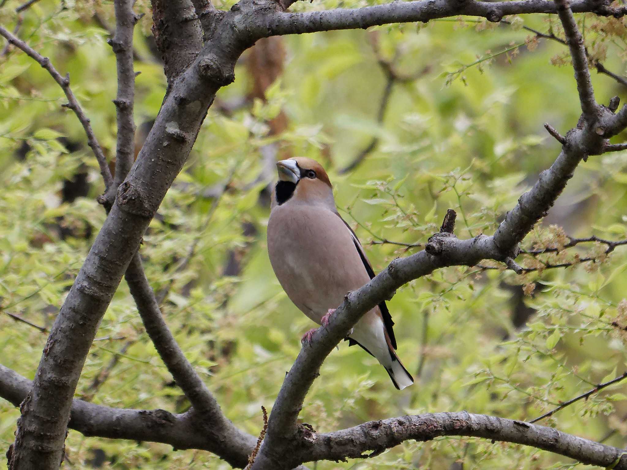 Photo of Hawfinch at 横浜市立金沢自然公園 by しおまつ